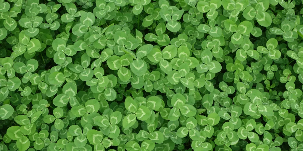 Clover Lawns: Pros, Cons, and Whether They're Right for Your Garden