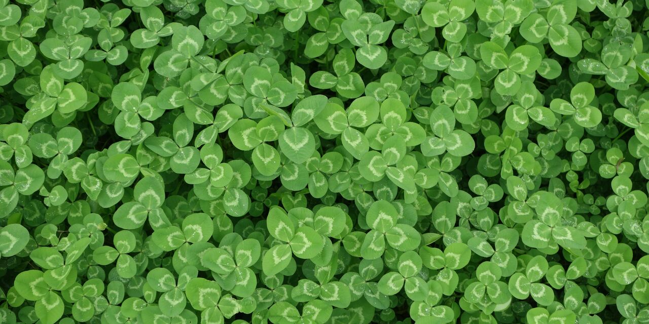Clover Lawns: Pros, Cons, and Whether They're Right for Your Garden