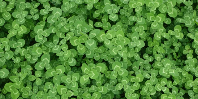 Clover Lawns: Pros, Cons, and Whether They're Right for Your Garden