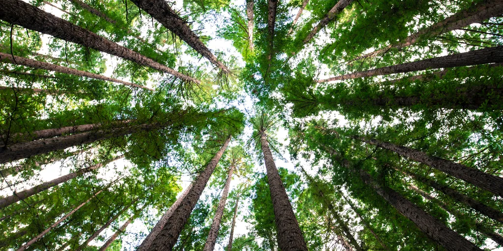 The Miyawaki Method: How Tiny Dense Forests Are Growing 10x Faster Across the UK