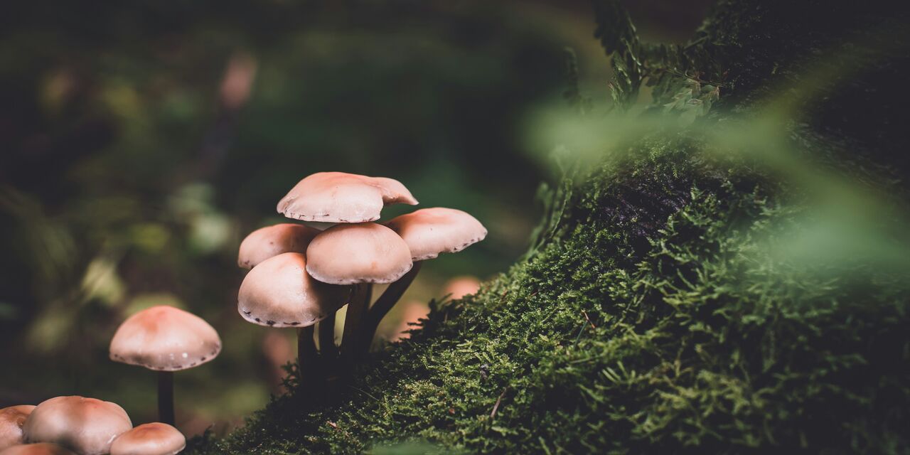 Mushrooms in Your Lawn: Why You Should Celebrate Them, Not Kill Them