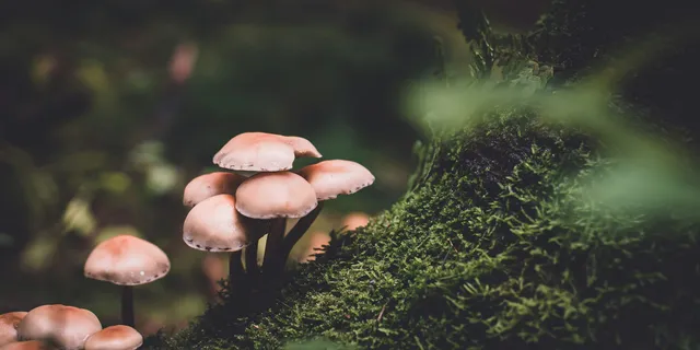 Mushrooms in Your Lawn: Why You Should Celebrate Them, Not Kill Them