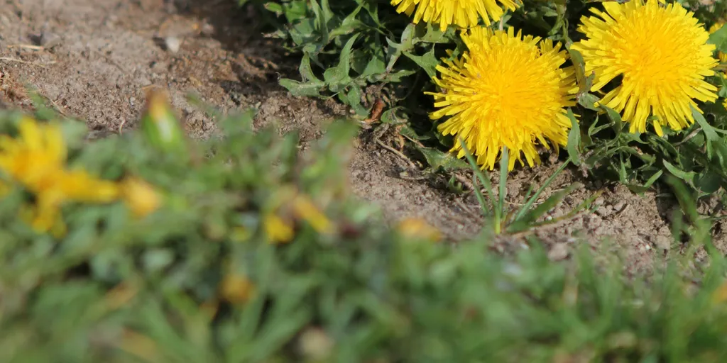 Weedkiller and Our Councils: Why Aberdeen — and Britain — Need to Stop Spraying