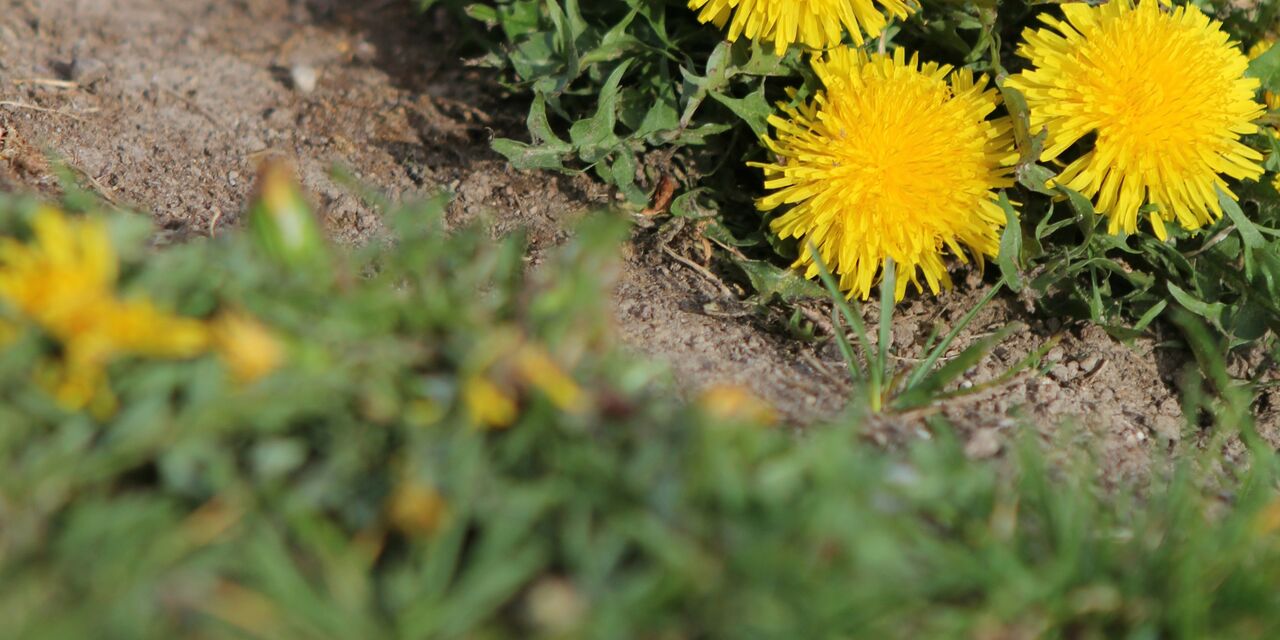 Weedkiller and Our Councils: Why Aberdeen — and Britain — Need to Stop Spraying