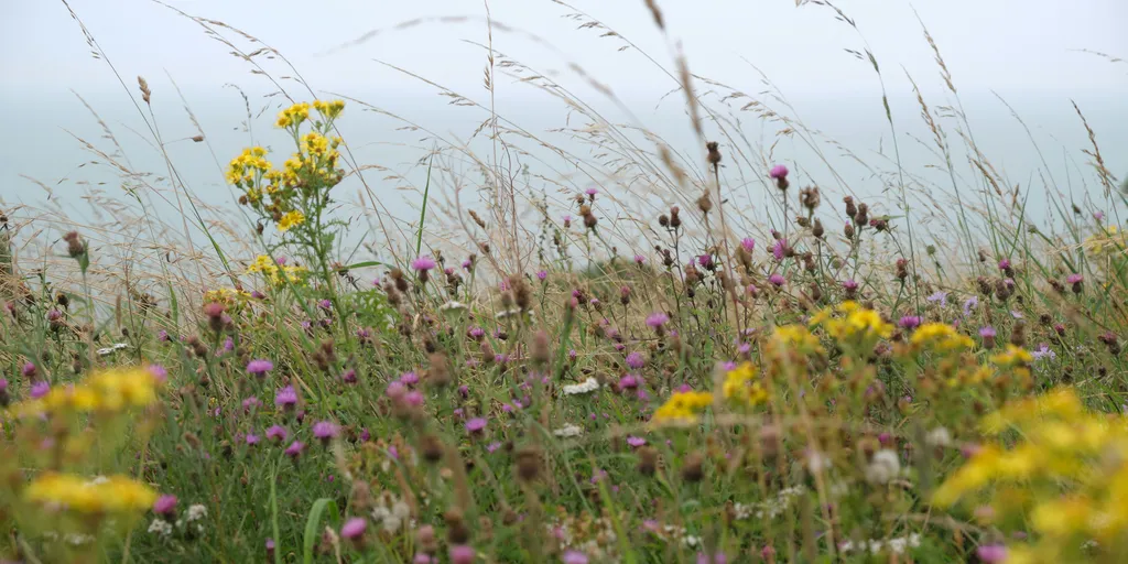 Leave a Patch Wild: How a Wildflower Corner Can Help Save Britain's Bees
