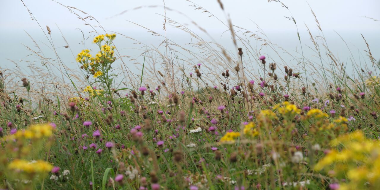 Leave a Patch Wild: How a Wildflower Corner Can Help Save Britain's Bees