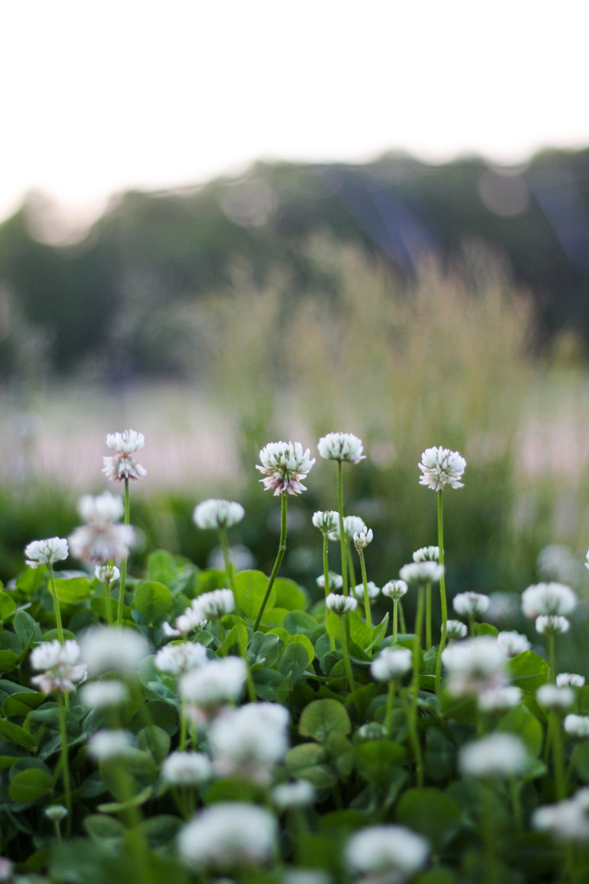 Professional gardener providing grass cutting and garden maintenance in Aberdeen and Aberdeenshire
