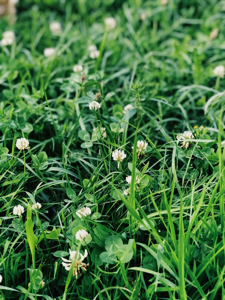 Freshly cut grass in an Aberdeen garden — local gardener and grass cutting service in Aberdeen and Aberdeenshire